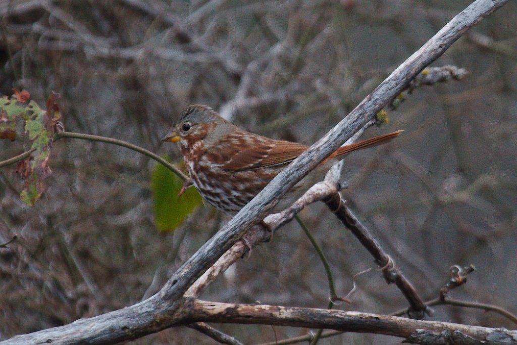 Fox Sparrow 2013-12-14_1.jpg
